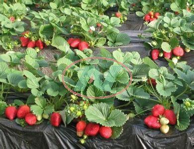 草莓种植爆料怎么办视频,爆款视频深度解析